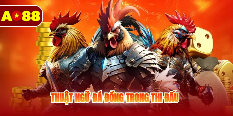 Tìm Hiểu Các Thuật Ngữ Đá Gà Cho Thành Viên Mới 3 Thuật ngữ đá đồng trong thi đấu